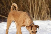 怀孕母犬的护理指南——以爱尔兰梗为例（宠物主人必读，让你的爱犬健康安全度过怀孕期）