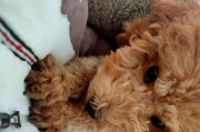 养泰迪犬一个月的开销及计算方法（详细了解养泰迪犬的开销，让你成为合格的泰迪犬主人）
