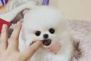 探秘博美茶杯犬俊介的魅力（从外貌到性格，揭秘这个小犬种的优点）