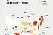 环喉雀的饲养方法（了解环喉雀的特点和需求，提高养殖效率）