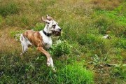 如何正确地护理大丹犬——五大规则（以宠物为主，让你的大丹犬健康快乐）
