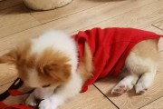 如何科学喂养幼犬——关注适量而非过量（宠物狗养育，营养均衡是关键）