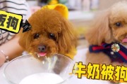 狗狗挑食的原因与主人有关（探究主人在狗狗饮食中的影响）