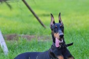 如何照顾老年杜宾犬的衣着？（如何照顾老年杜宾犬的衣着？）