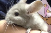 怀孕期间为什么要避免养龙猫？（了解龙猫养育风险，保护宝宝健康）