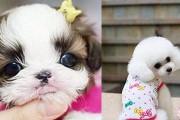 如何正确养护你的茶杯犬？（茶杯犬养护须知，让你的宠物健康快乐生活！）