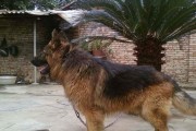 德国牧羊犬繁殖知识详解（宠物爱好者必看，打造健康可爱的小生命）