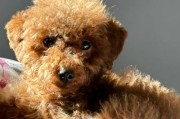 狗的杂交（了解不同杂交犬种，畅游在宠物世界的多彩画卷中）