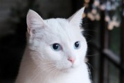 土猫的多样颜色（探寻土猫世界中的色彩奇观）