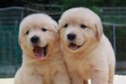 如何饲养金毛寻回幼犬——注意事项（宠物爱好者必看，让你的金毛幼犬健康成长）