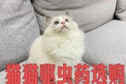 猫咪的日常用药指南（药物类别、用途及副作用详解）