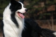 阿富汗猎犬秋冬季护理指南（如何照顾阿富汗猎犬的健康与舒适度）