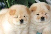 给松狮犬吃骨头的注意事项（宠物的健康需求与安全保障）