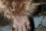 泰迪犬咬后脚的原因及解决方法（宠物泰迪犬为什么总是咬后脚？如何帮助泰迪犬克服这个问题？）