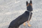 德国牧羊犬感冒应该怎么处理？（宠物生病需要注意哪些问题？）