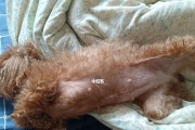 怀孕期母泰迪照顾指南