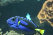 汽水鱼饲养指南——如何细心照料淡化的海水鱼（海水鱼养护秘籍，让你的鱼缸绽放生机）