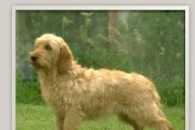 长卷毛猎犬的饲养方法大揭秘！（如何照顾长卷毛猎犬让它健康快乐？）