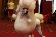 如何科学养护泰迪犬？（全方位了解泰迪犬的饲养和健康知识）