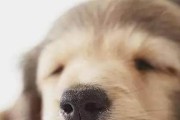 狗狗鼻子不湿的原因（从身体健康到环境因素，一一探究）