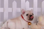 以短毛的狗狗掉毛会少点吗？（探究短毛狗狗与掉毛的关系）