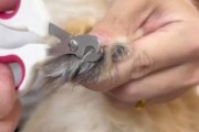 猫咪指甲修剪攻略（轻松掌握的剪指甲技巧）