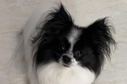 让你的蝴蝶犬焕然一新（以宠物为主，从清洁到修剪，轻松掌握修毛技巧）
