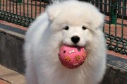 萨摩耶犬养护：喂养的十项注意事项