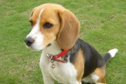 了解四种中型犬，选择最适合你的宠物（了解四种中型犬，选择最适合你的宠物）