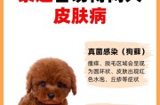 泰迪生病了，你该注意的6个表现（泰迪生病的症状及如何照顾）