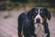 揭秘昆明犬掉毛严重的原因（了解昆明犬的毛发生长周期和护理技巧，让爱宠健康美丽）