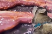 肉食主义不适合宠物狗的健康（以只用肉喂狗不好的原因和解决方法）
