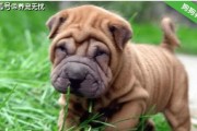 如何养护健康的沙皮犬（注意事项、饮食安排、运动保健、训练技巧）