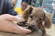 贵宾犬毛发护理指南（以怎样的方式为您的贵宾犬打理最佳毛发？）