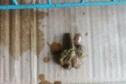 狗狗大便粘液的治疗方法（药物是关键，选择合适的治疗方式）