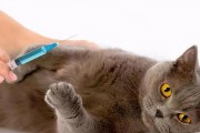 猫三联疫苗的接种时间和次数（了解猫三联疫苗的接种时间和次数，保护您的猫咪健康）