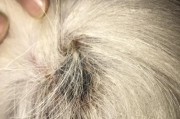 狗狗唾液腺肿的原因及治疗方法（揭秘狗狗唾液腺肿背后的病因，帮助宠物主人有效治疗）
