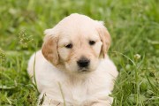 小金毛和其他犬种的饮食习惯区别大吗？（探究小金毛喜欢食用的不同食物及其原因）