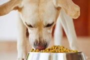 如何保证宠物狗的健康成长（从饮食、运动、护理等方面为您解析狗狗的养护）