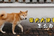 柴犬幼犬的便便颜色与健康关系（解读柴犬幼犬便便颜色的变化，了解健康状况）