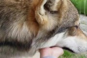 狼与狗的混血之研究——揭秘第三种狗狗（二哈伪装不了狼的血统，新品种突破狗的界限）