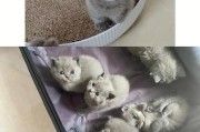 三月大的猫应该吃什么？（宝宝猫咪饮食指南，幼猫营养需求一应俱全）