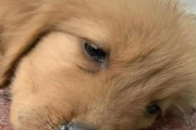 狗狗为什么会得犬瘟？怎么治疗有效？