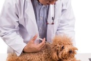 贵宾犬的年龄护理（不同年龄段的贵宾犬需要不同的照顾）