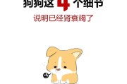 如何判断宠物狗是否生病（从行为、食欲、外观等方面来观察宠物狗的身体状况）