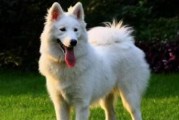 萨摩耶犬科学喂养小常识（宠物主人必备的15个养护技巧）
