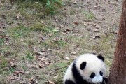 如何科学饲养熊猫蝶？（熊猫蝶的饲养方法、熊猫蝶的饲养要点）