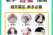 新手养猫必备好物——让你成为合格的铲屎官（为了宠物的幸福和健康，必备物品不能少）