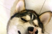未来无期狗的主要品种（探索未来可能主导无期狗领域的犬种及特点）
