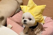 如何训练你的玛尔济斯犬接飞盘？（了解你的犬种特点，制定适合训练的计划）